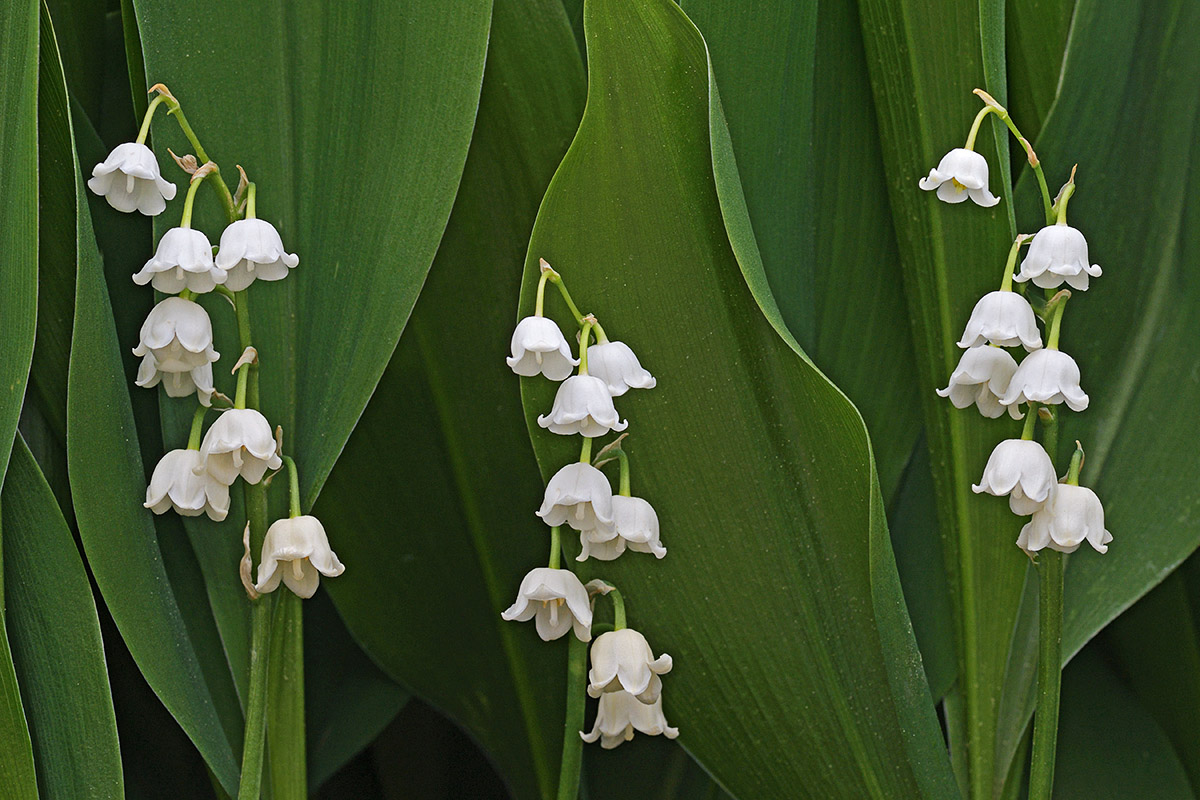Lily of the Valley (Convallaria majalis) (1)