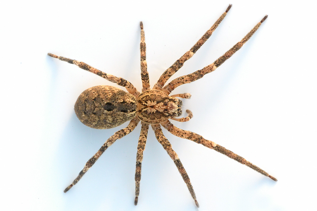 Nosferatu Spider (Zoropsis spinimana) (2)