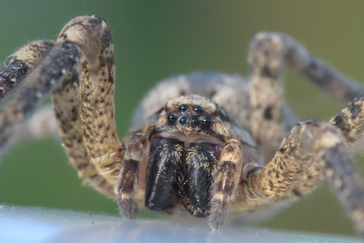 Nosferatu Spider (Zoropsis spinimana) (3)