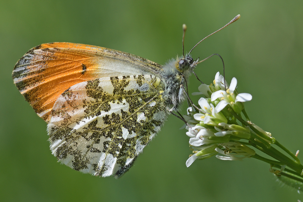 Orange Tip (Anthocharis cardamines) (1)