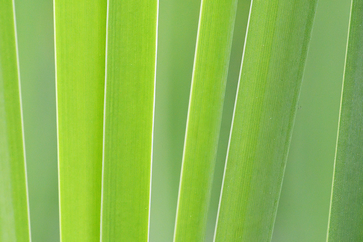 Reed Leaf (Phragmites australis) (2)
