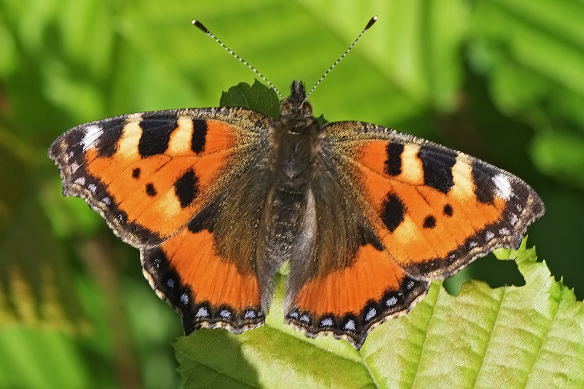 Small Tortoiseshell (Aglais urticae) (1)
