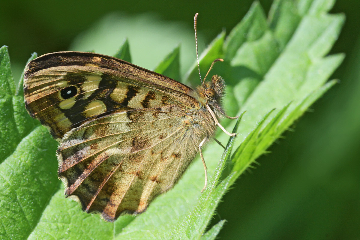 Speckled Wood (Pararge aegeria) (4)