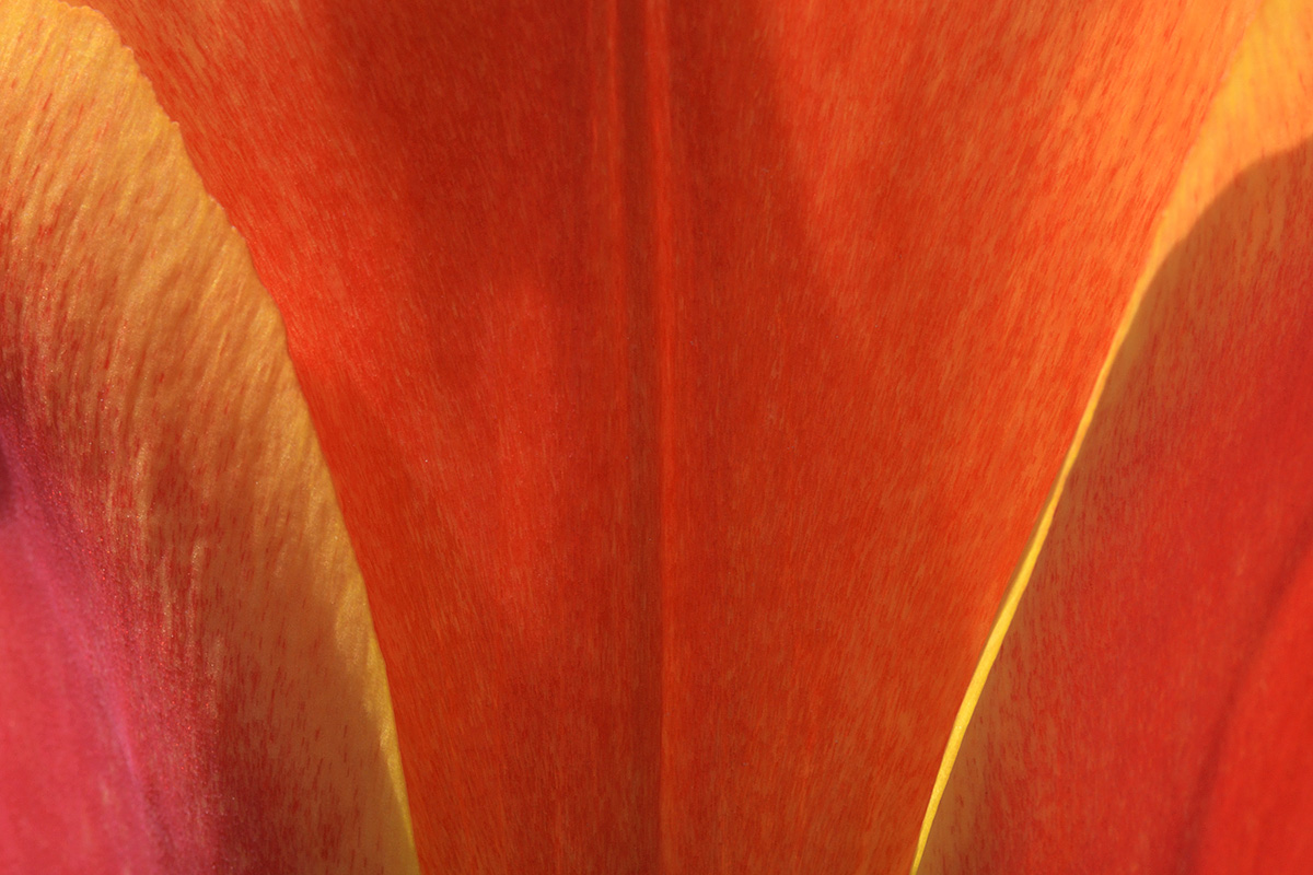 Tulips (Tulipa gesneriana) (6)