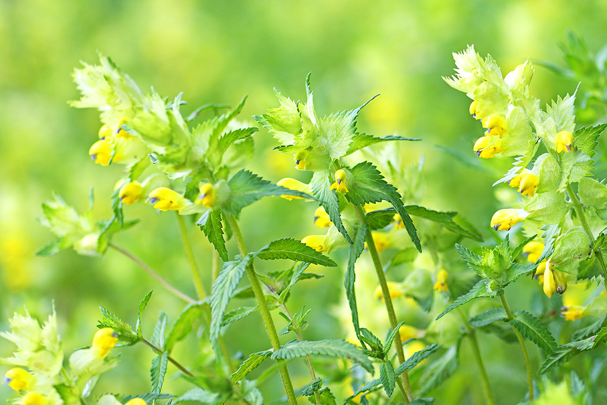 Greater Yellow Rattle (Rhinanthus angustifolius) (2)