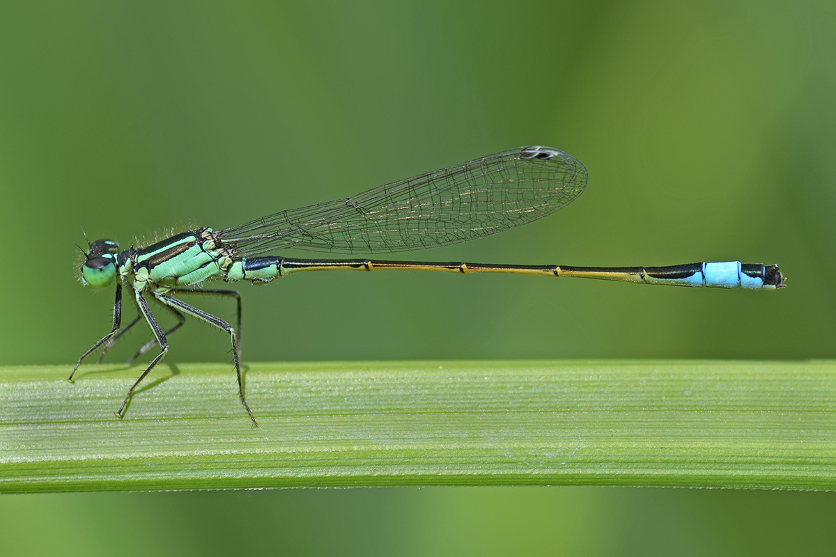 Blue-Tailed Damselflies (Ischnura elegans) (7)