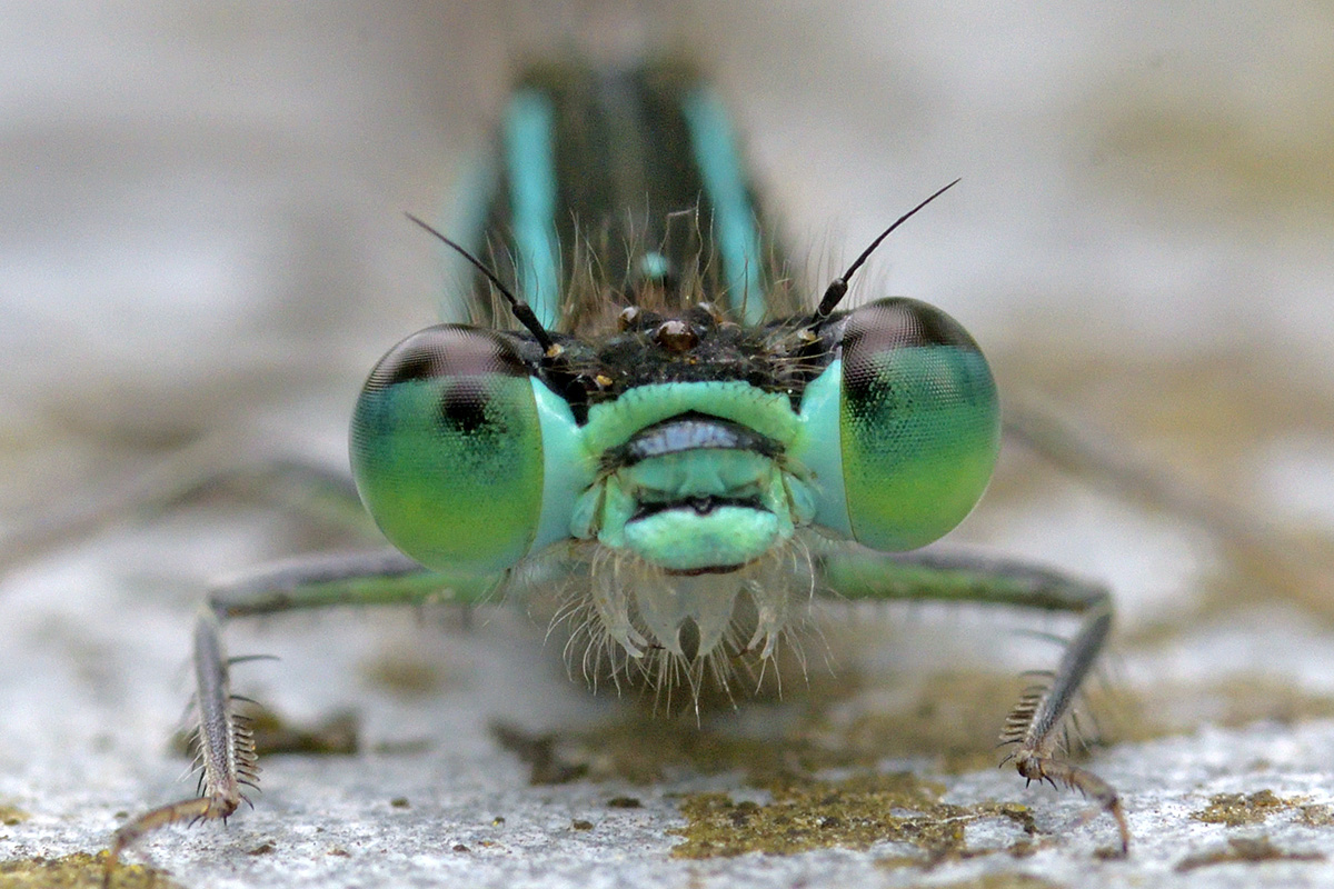 Blue-Tailed Damselflies (Ischnura elegans) (8)