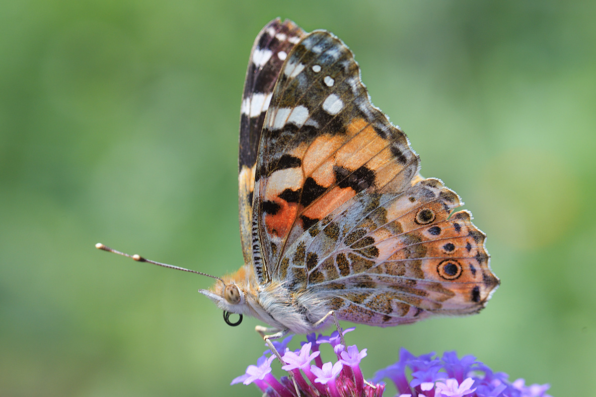 Painted Lady (Vanessa cardui) (3)