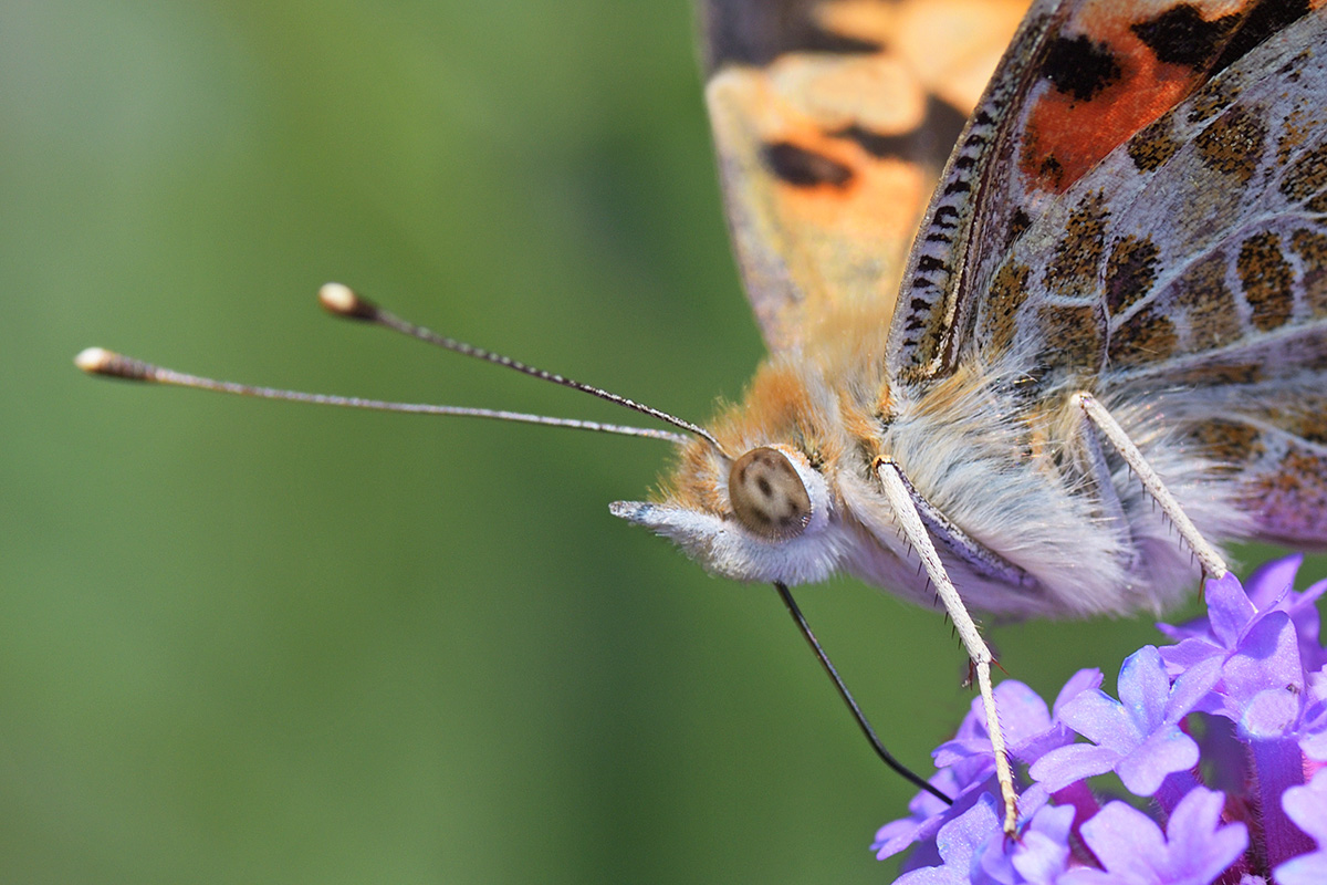 Painted Lady (Vanessa cardui) (4)