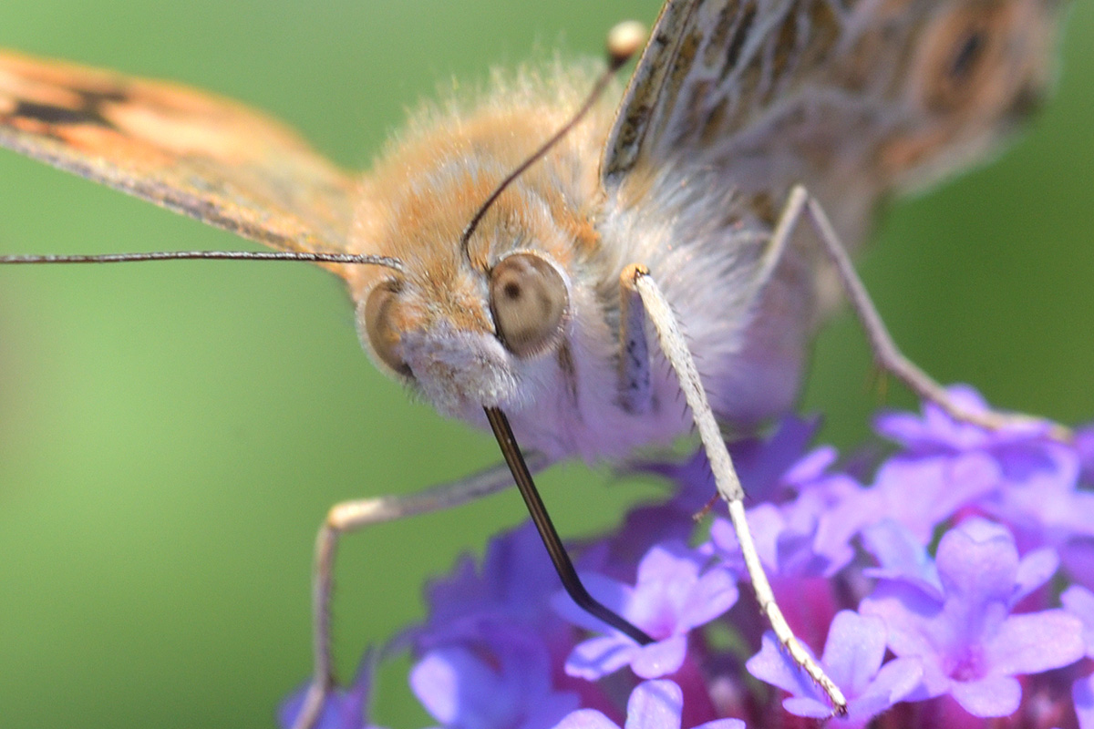 Painted Lady (Vanessa cardui) (6)