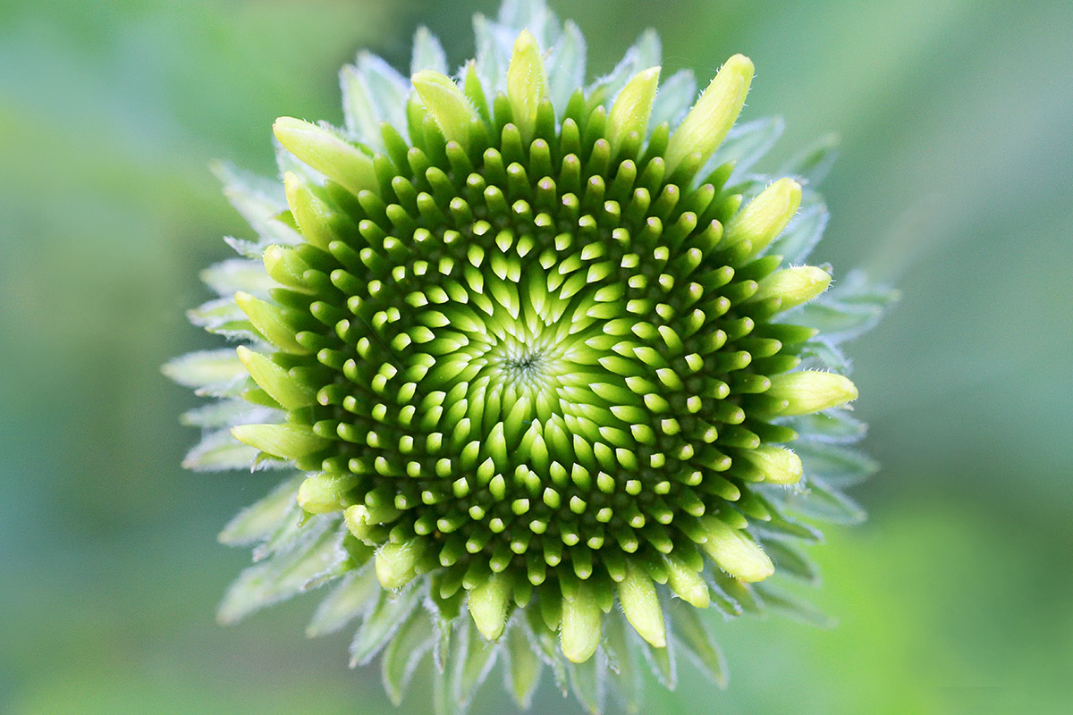 Purple Coneflower (Echinacea purpurea) (5)