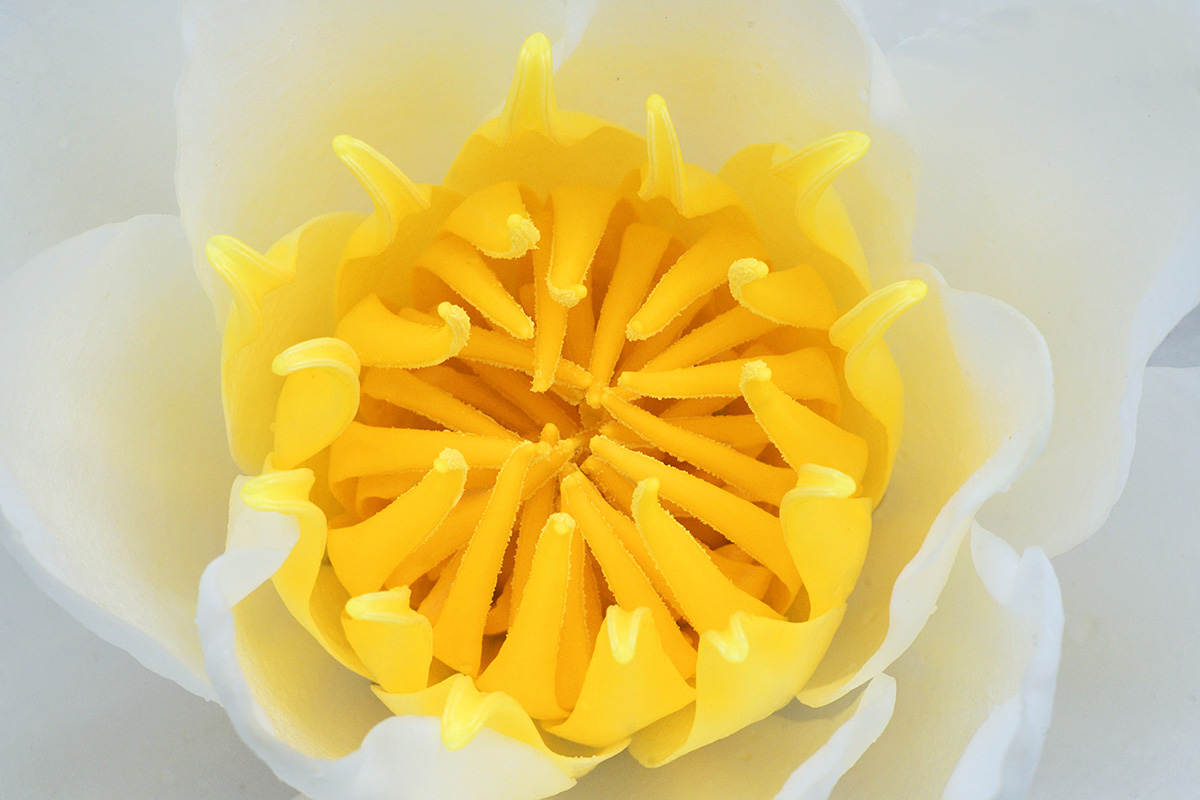 European White Waterlily (Nymphaea alba) (4)