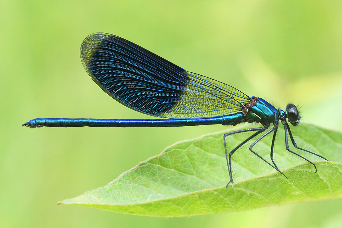 Banded Demoiselle (Calopteryx splendens, male) (8)