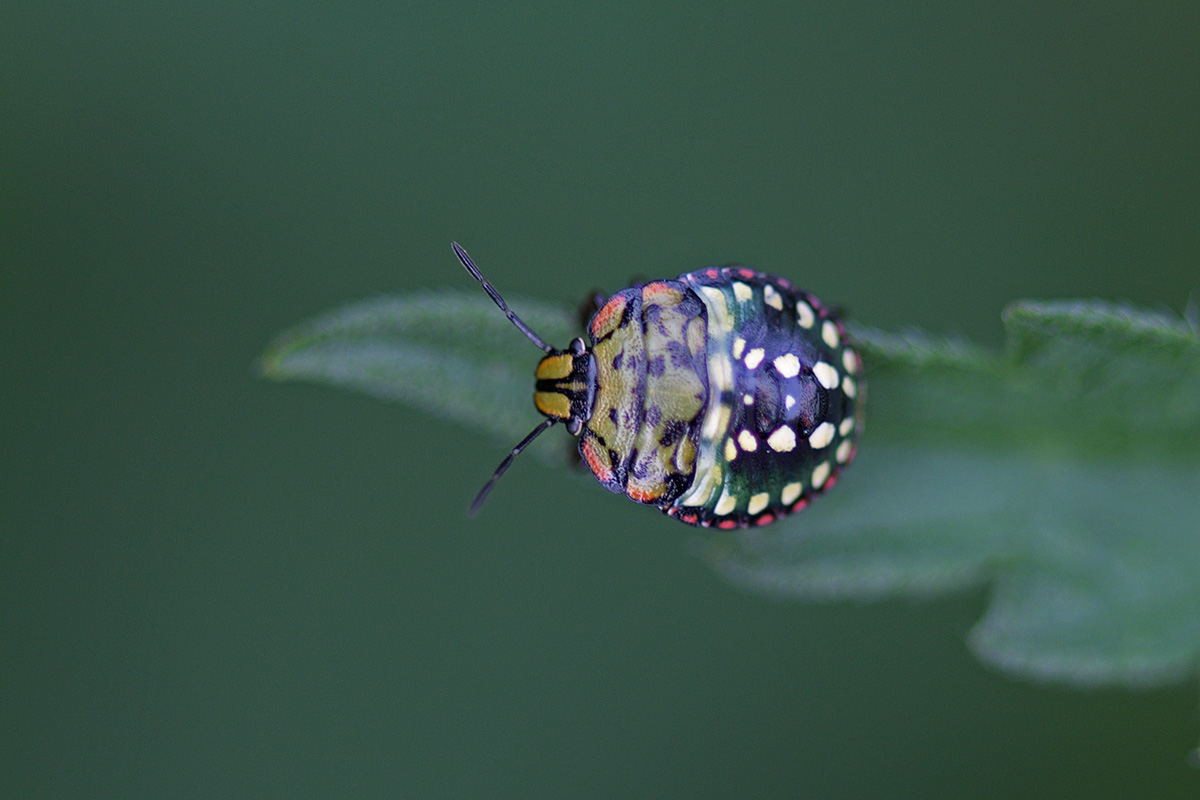 Southern Green Shield Bug (Nezara viridula) (8)