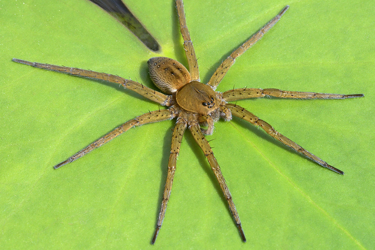 Raft Spider (Dolomedes plantarius) (2)
