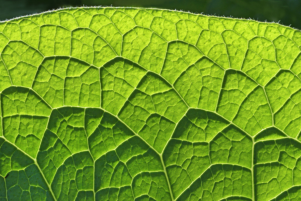 Comfrey (Symphytum officinale) (3)