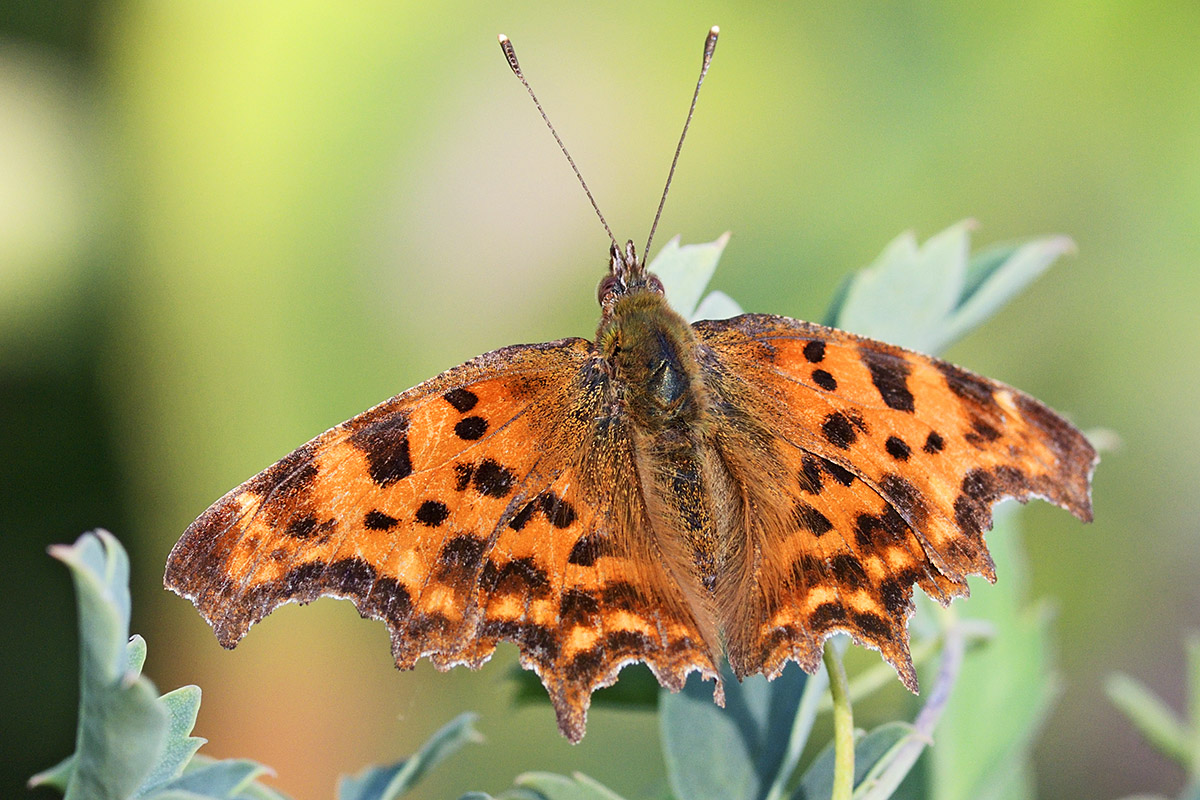 Comma Butterfly (Polygonia c-album) (1)