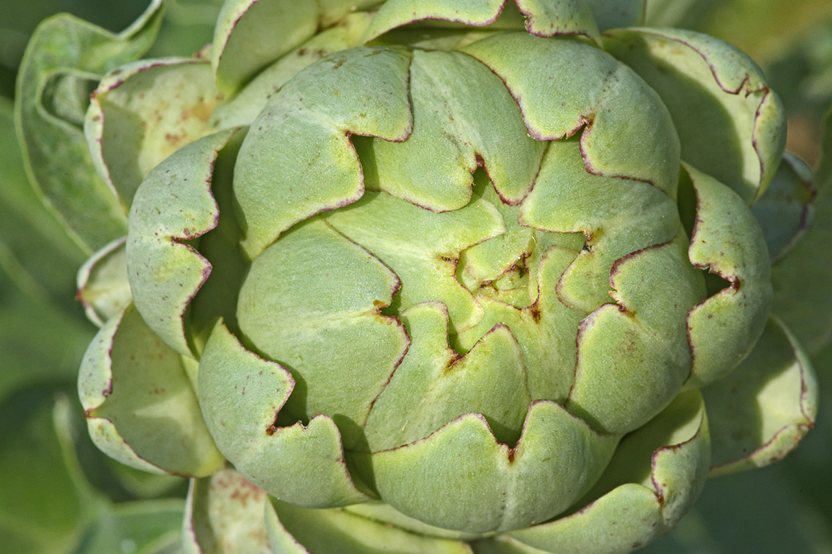 Globe Artichoke (Cynara cardunculus) (2)