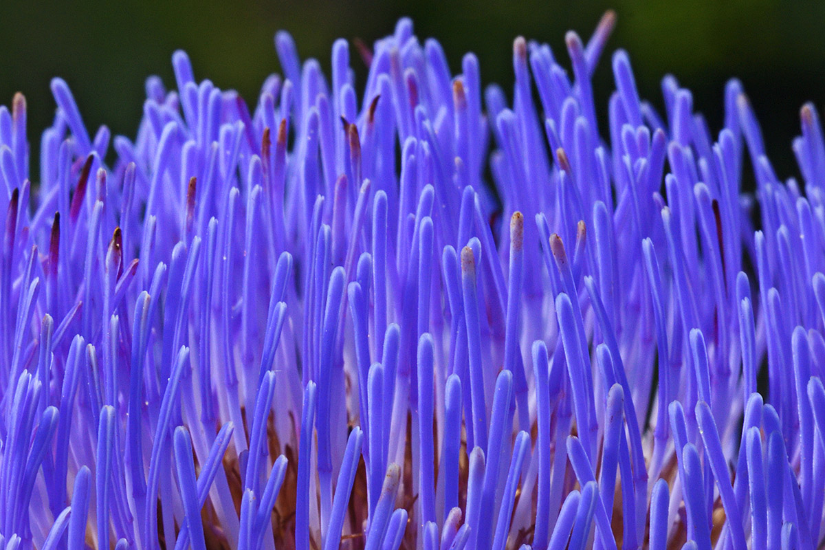 Globe Artichoke (Cynara cardunculus) (4)