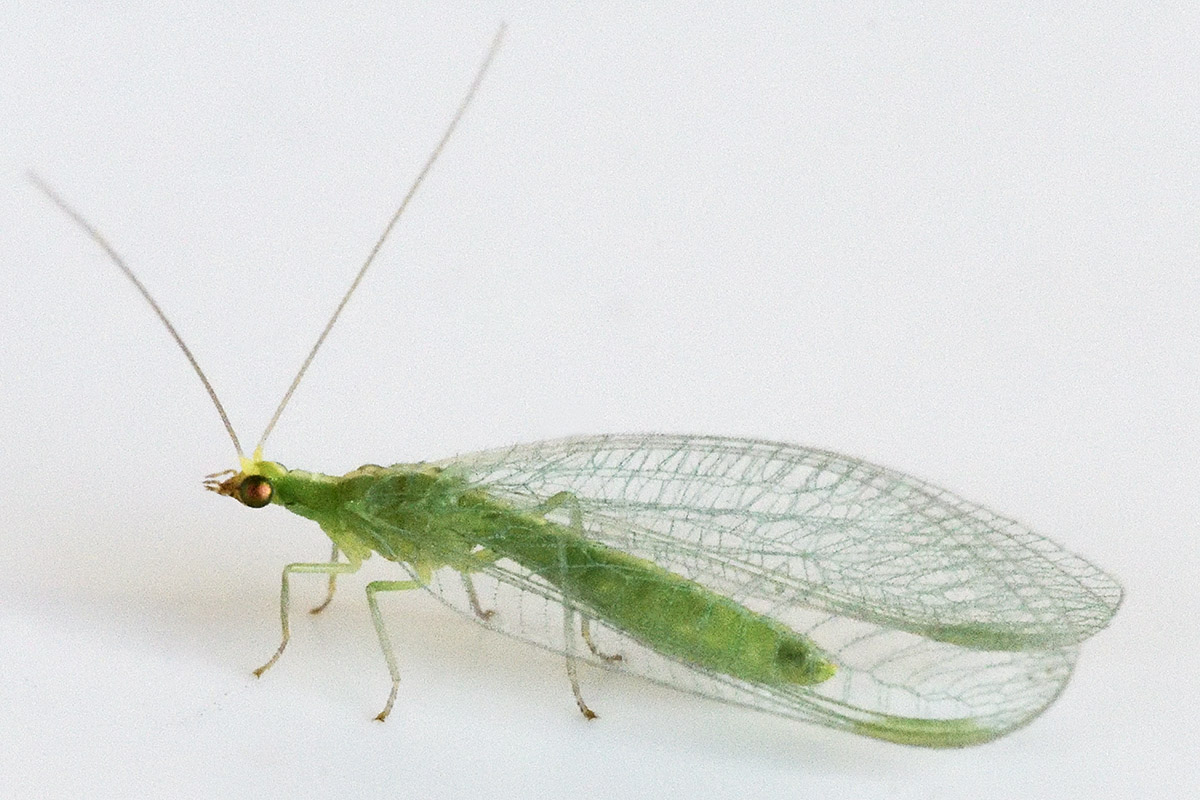 Common Green Lacewing (Chrysoperla carnea) (1)