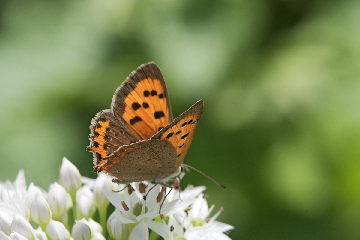 Small Copper (Lycaena phlaeas) (3)