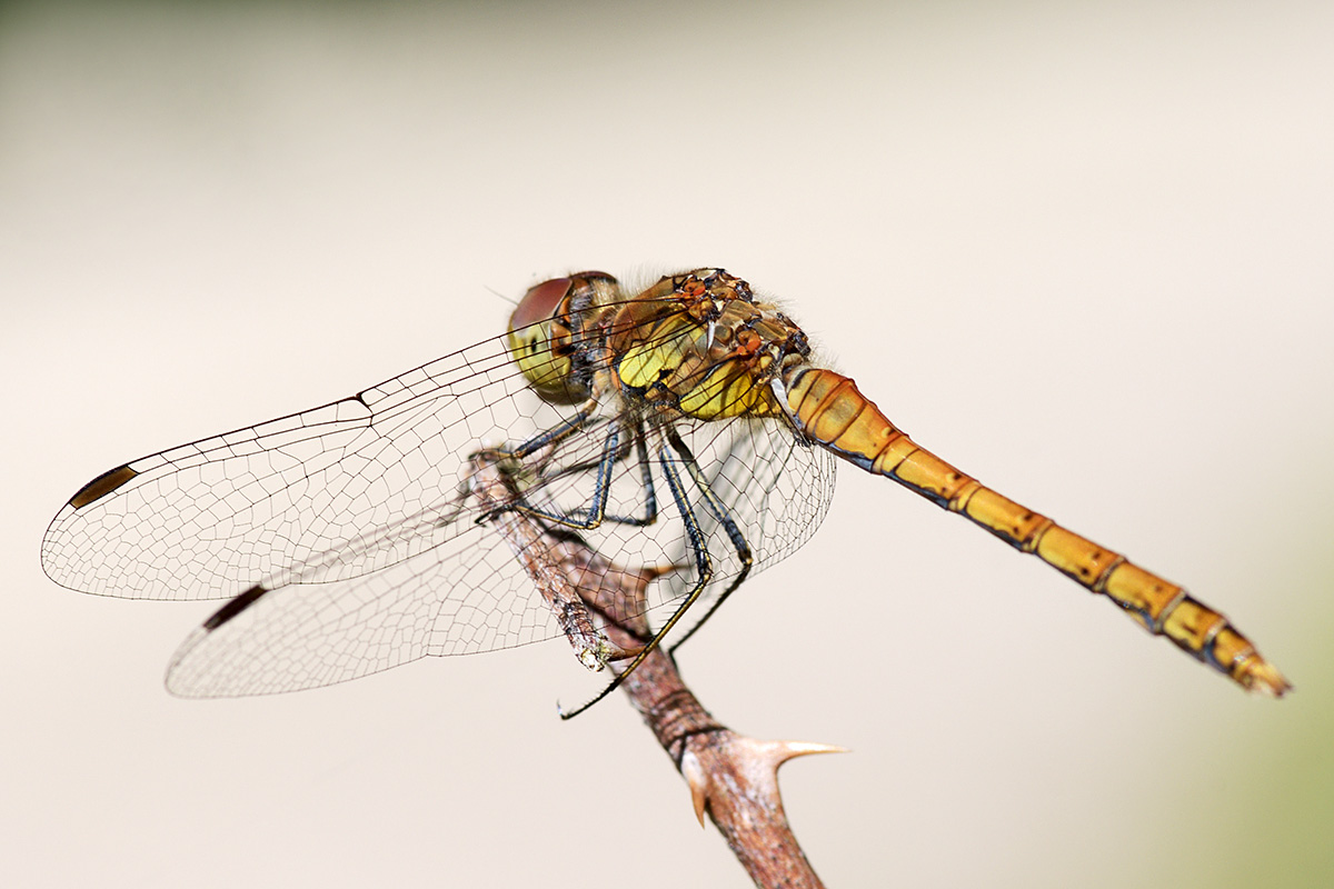 Common Darter (Sympetrum striolatum) (2)