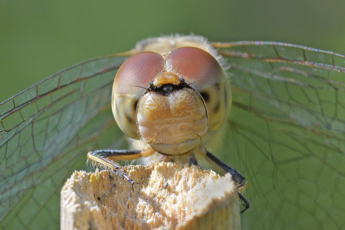 Common Darter (Sympetrum striolatum) (3)