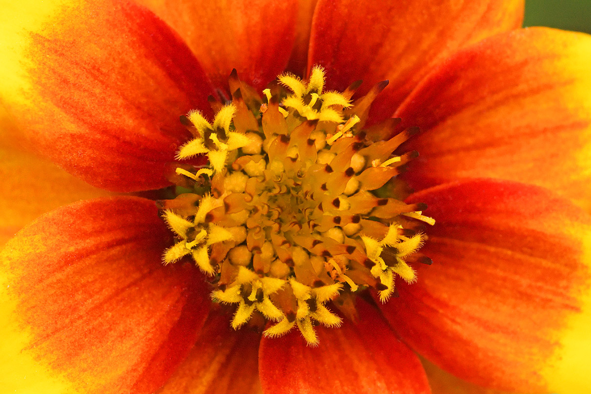 Zinnia ‘Old Mexico’ (Zinnia angustifolia) (1)