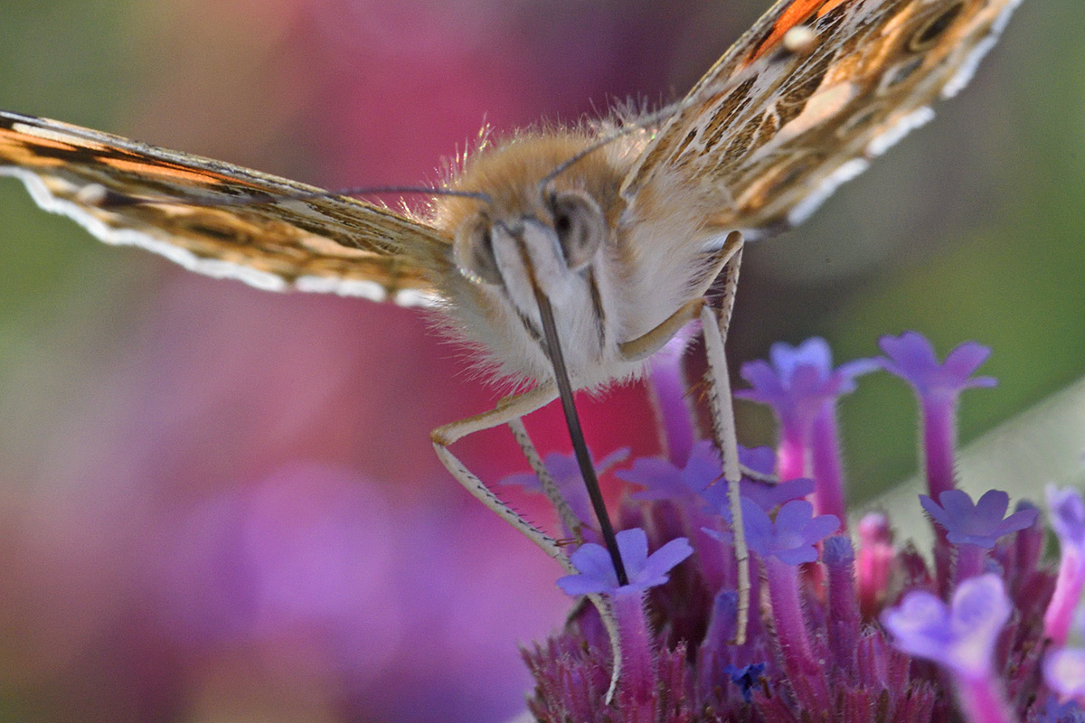 Painted Lady (Vanessa cardui) (9)