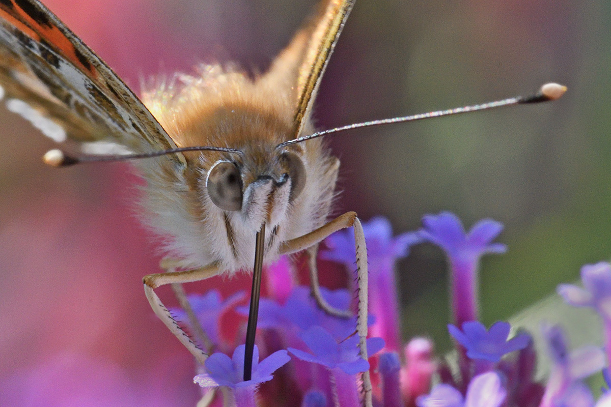Painted Lady (Vanessa cardui) (10)