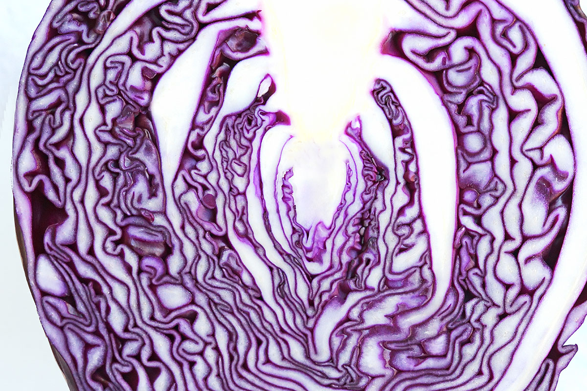 Red Cabbage (Brassica oleracea capitatarubra) (1)