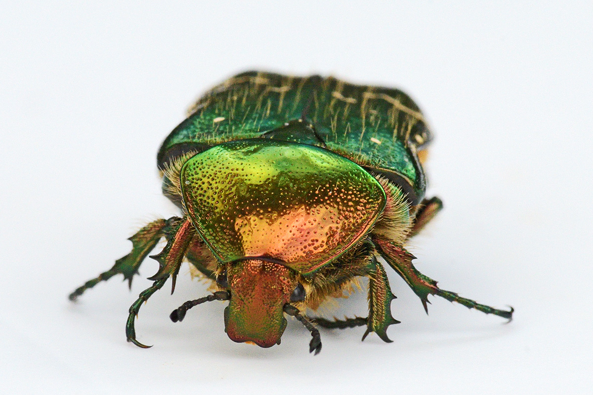 Rose Chafer (Cetonia aurata) (1)