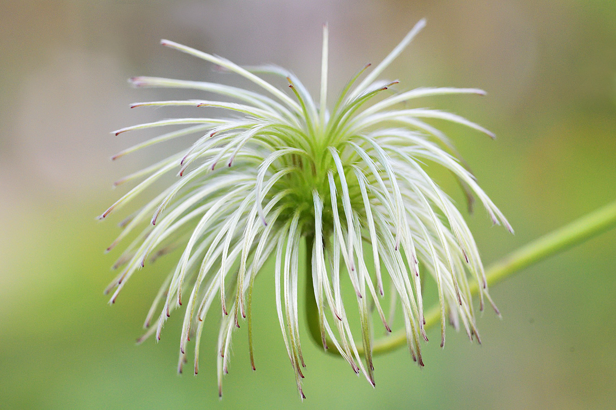 Golden Clematis (Clematis tibetana) (8)