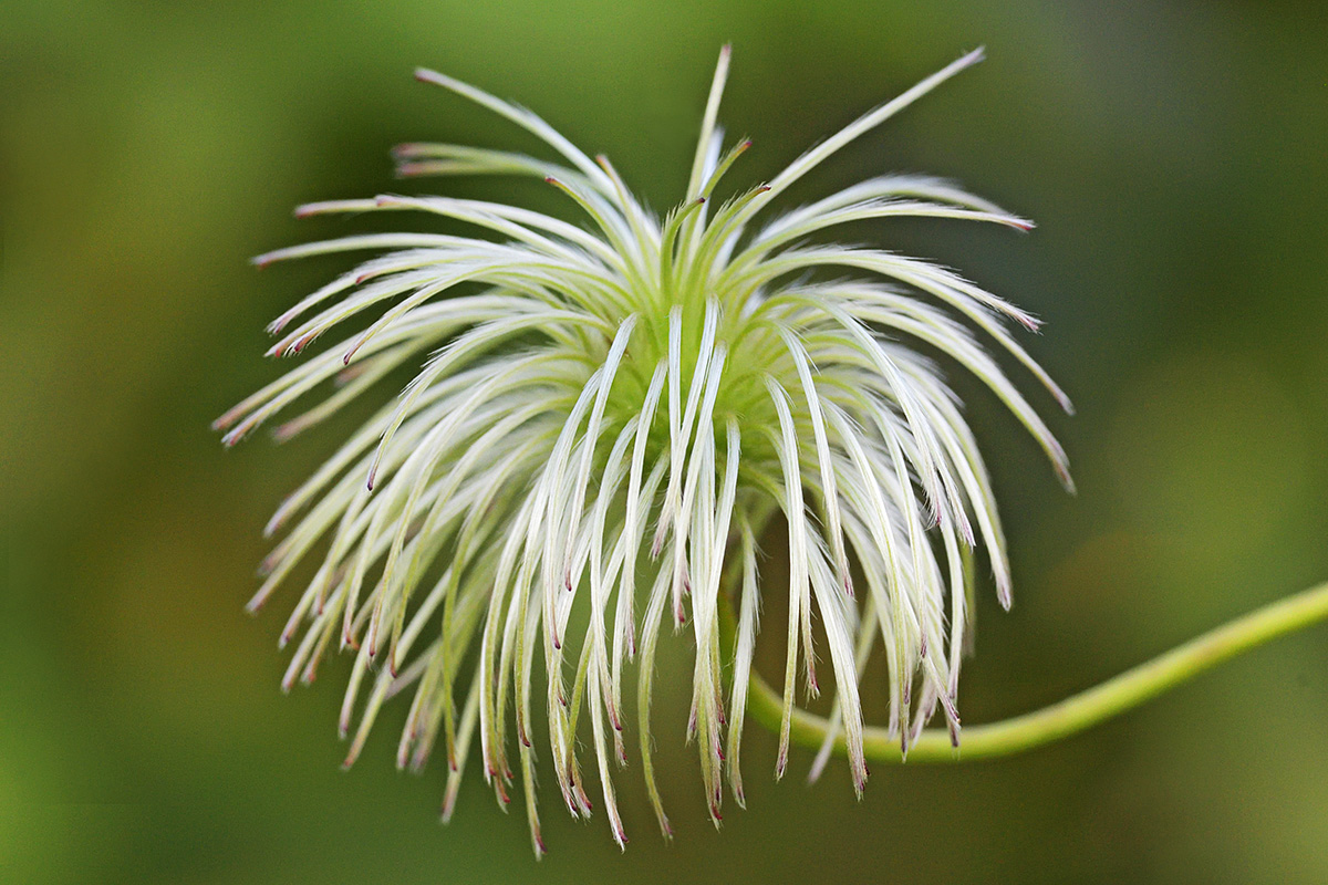 Golden Clematis (Clematis tibetana) (9)