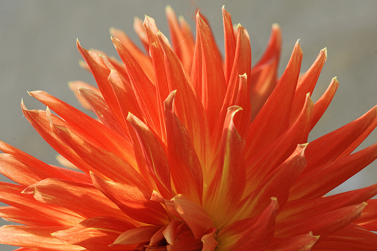 Dahlia (Dahlia hybrida) (8)