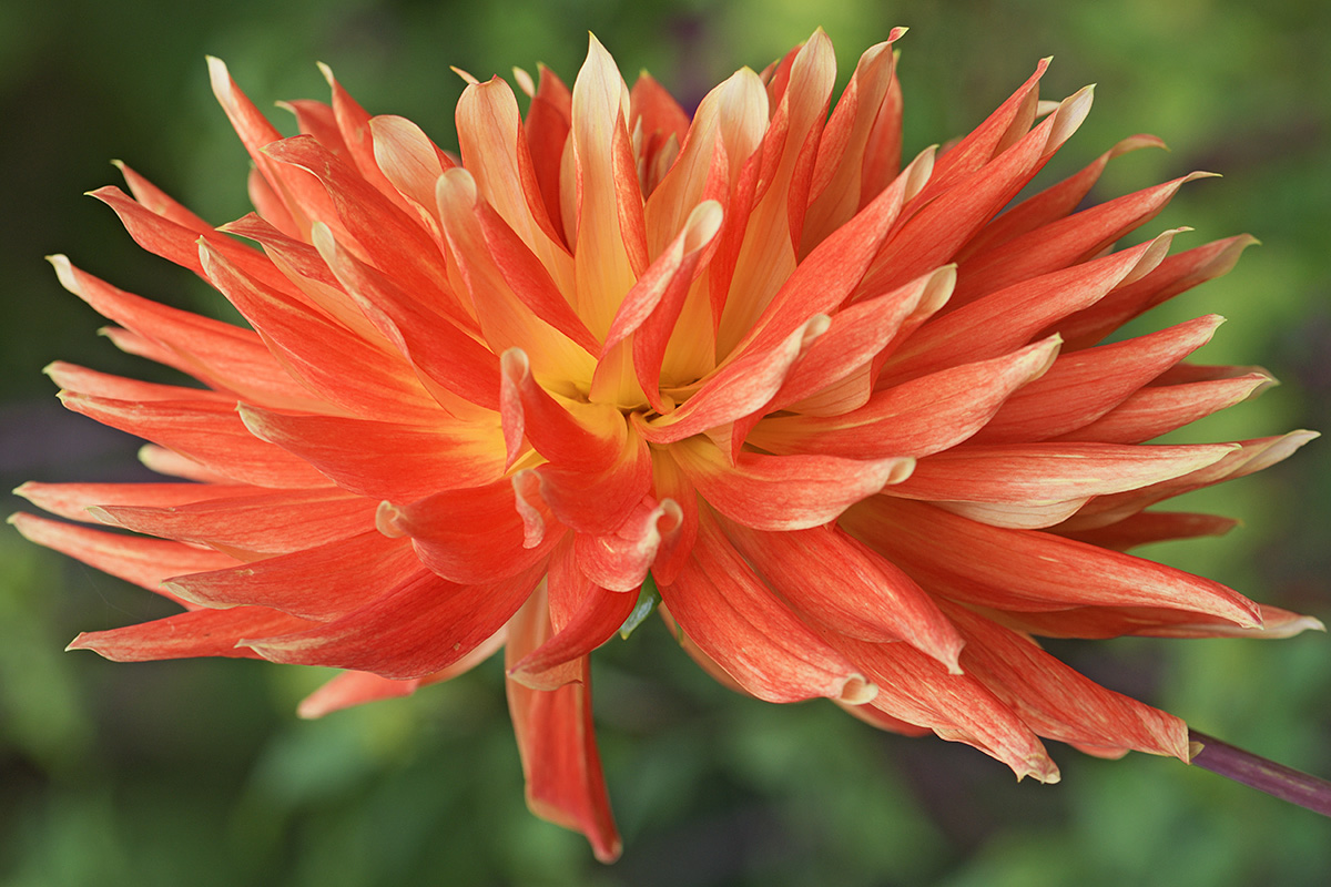 Dahlia (Dahlia hybrida) (9)