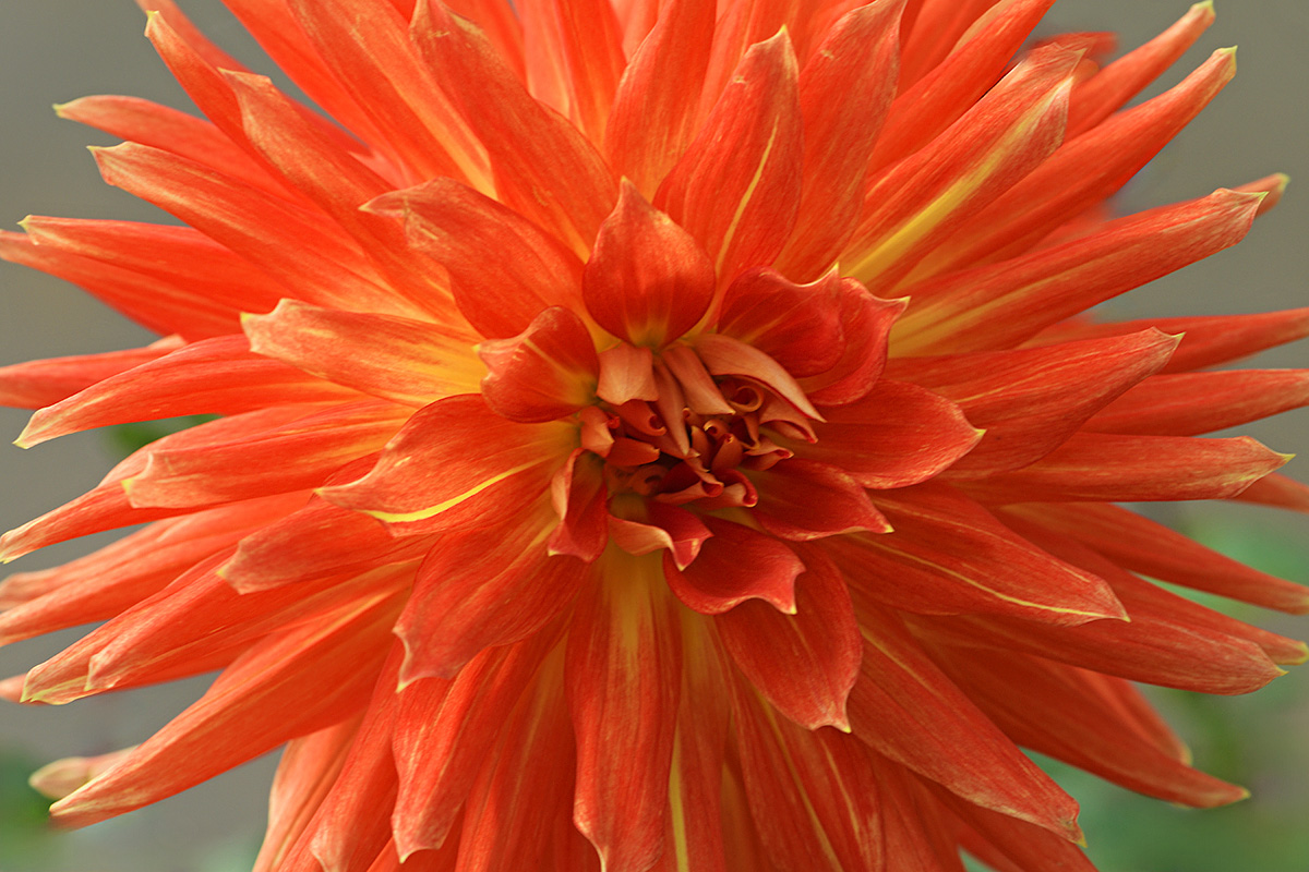 Dahlia (Dahlia hybrida) (10)