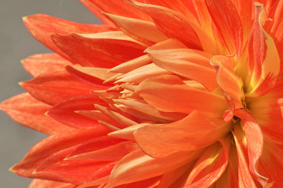 Dahlia (Dahlia hybrida) (11)