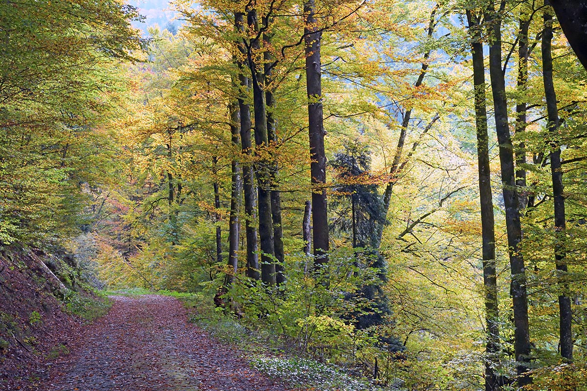 Hike Over the Summit of Belchen (1,414 m, Black Forest) (1)