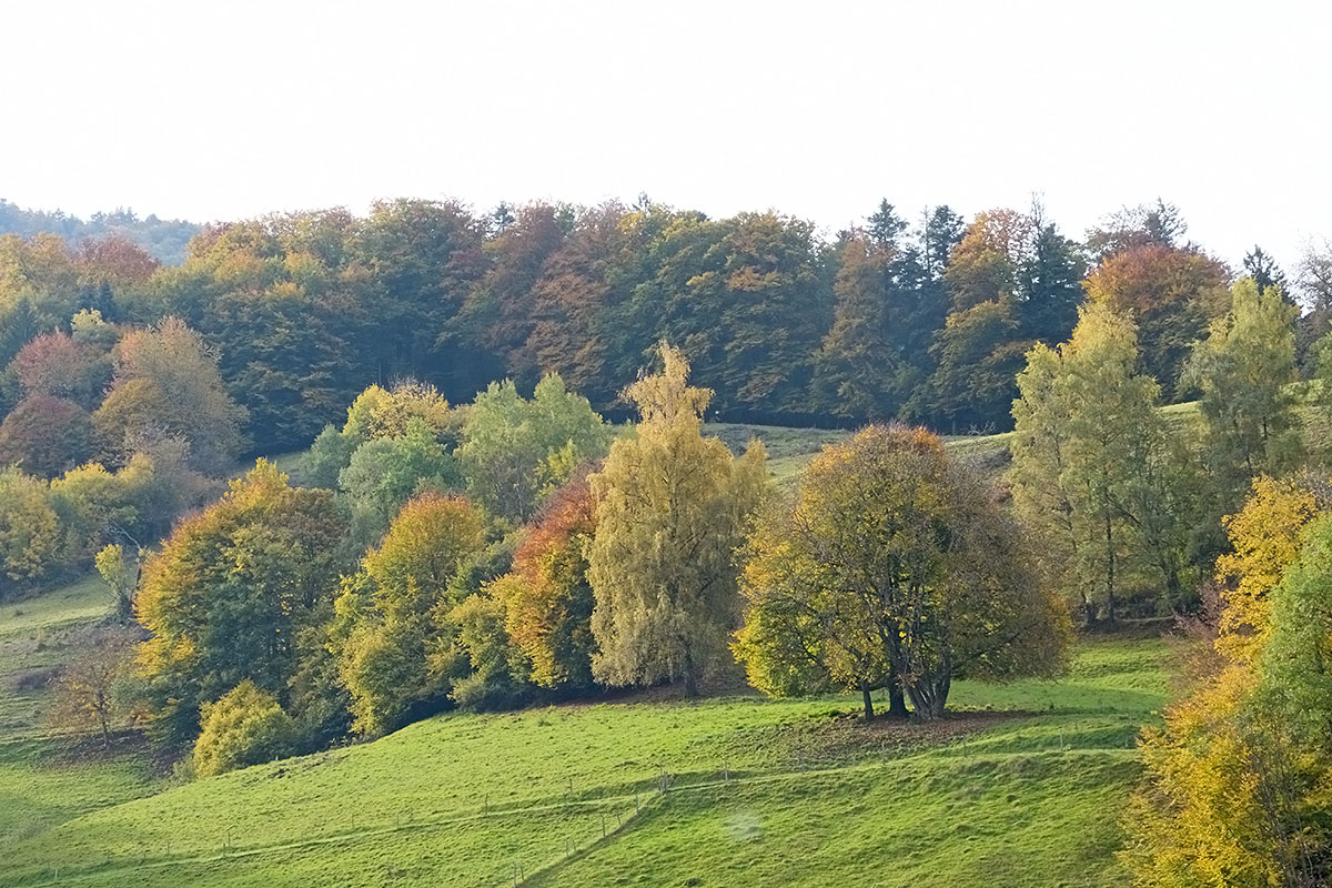 Hike Over the Summit of Belchen (1,414 m, Black Forest) (2)