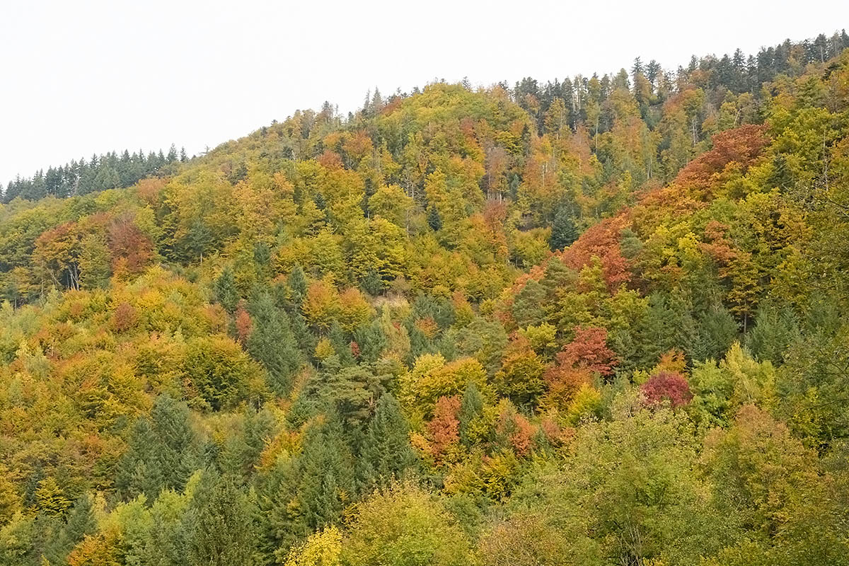 Hike Over the Summit of Belchen (1,414 m, Black Forest) (3)