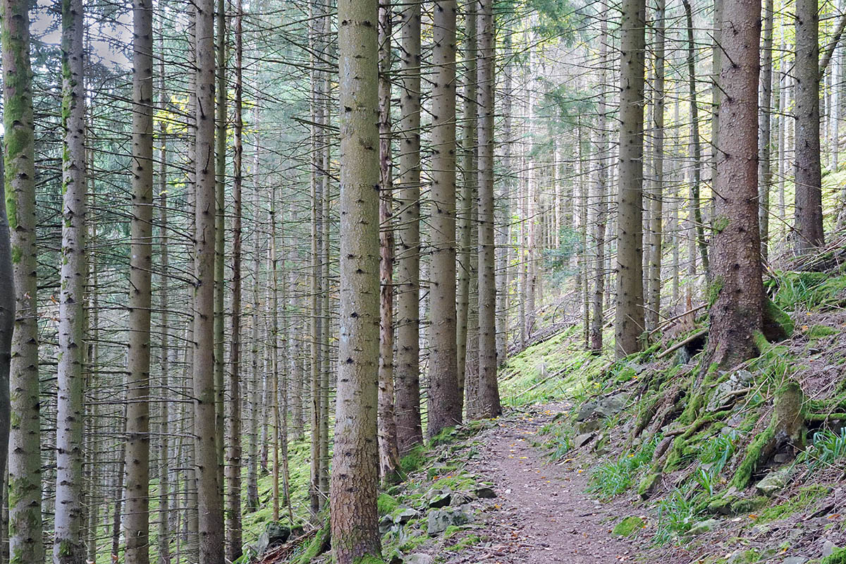 Hike Over the Summit of Belchen (1,414 m, Black Forest) (4)