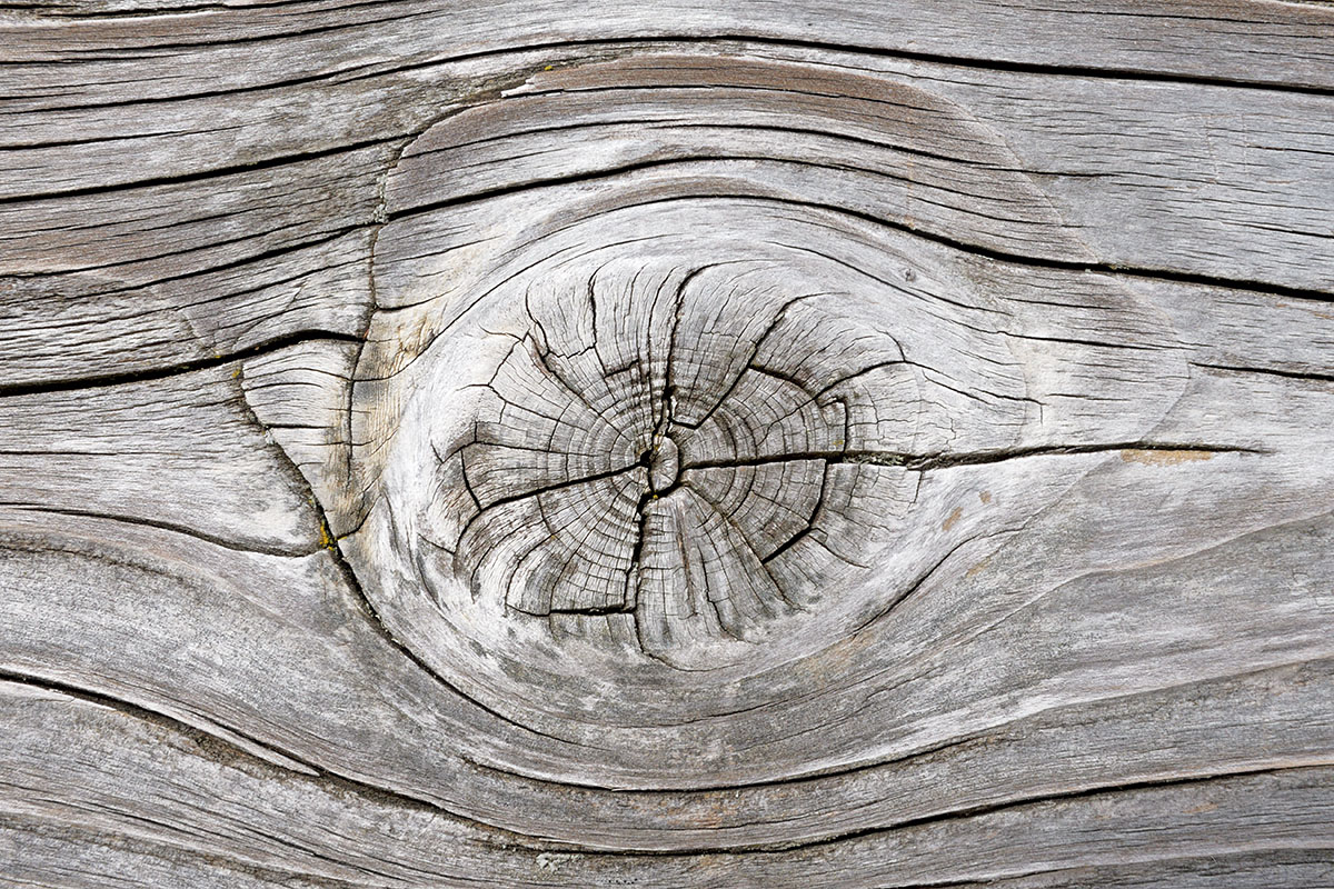 Hike Over the Summit of Belchen (1,414 m, Black Forest) (6)