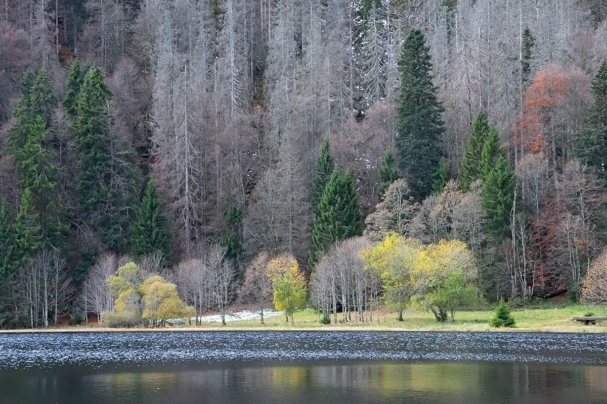 Fall Mood at Lake Feldsee (Black Forest, Southern Germany) (10)