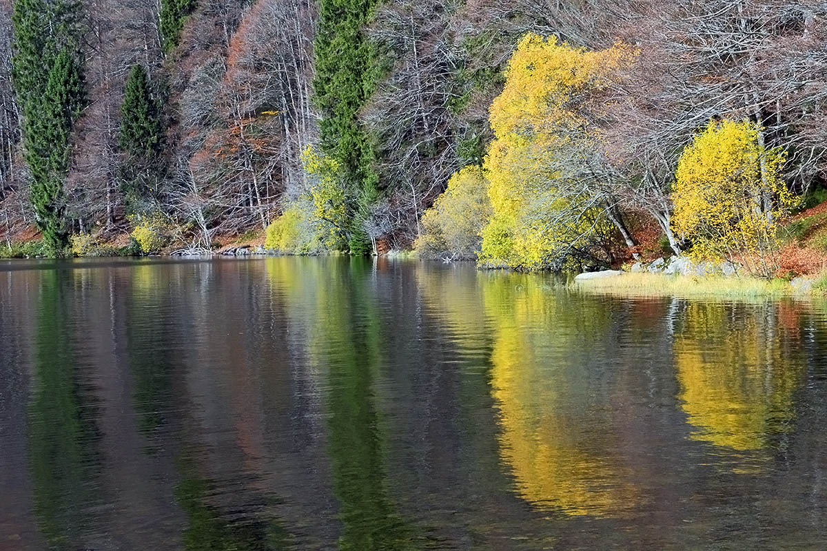 Fall Mood at Lake Feldsee (Black Forest, Southern Germany) (11)