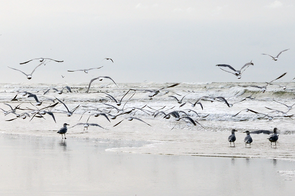 Vlieland – A Dutch Car-Free Island in the North Sea (66)