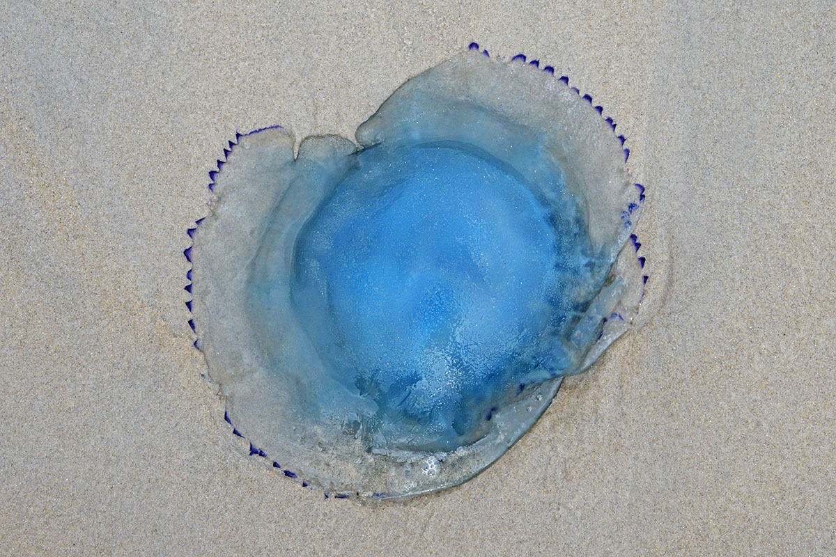 Vlieland – A Dutch Car-Free Island in the North Sea (68)