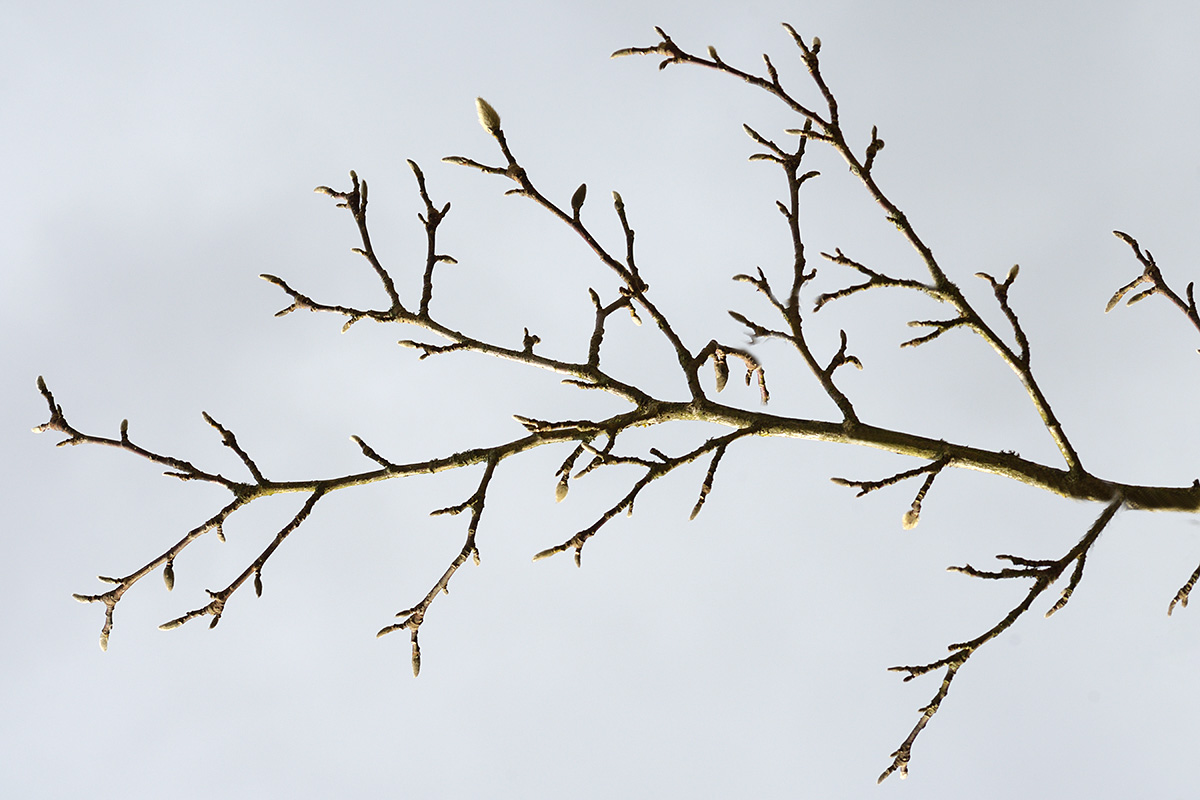 Tree Branches (3)