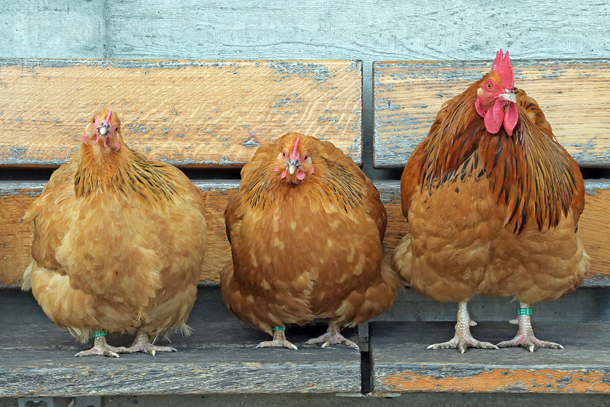 Chicken (Gallus gallus domesticus) (6)