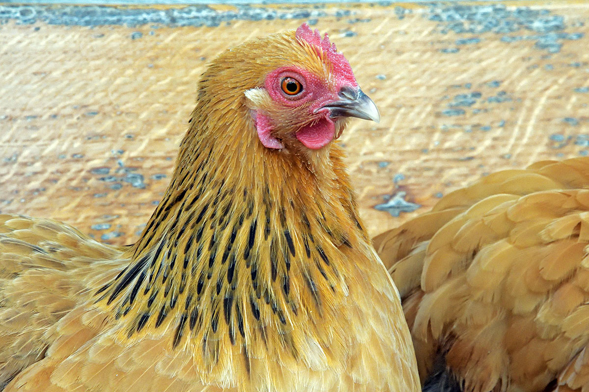 Chicken (Gallus gallus domesticus) (7)